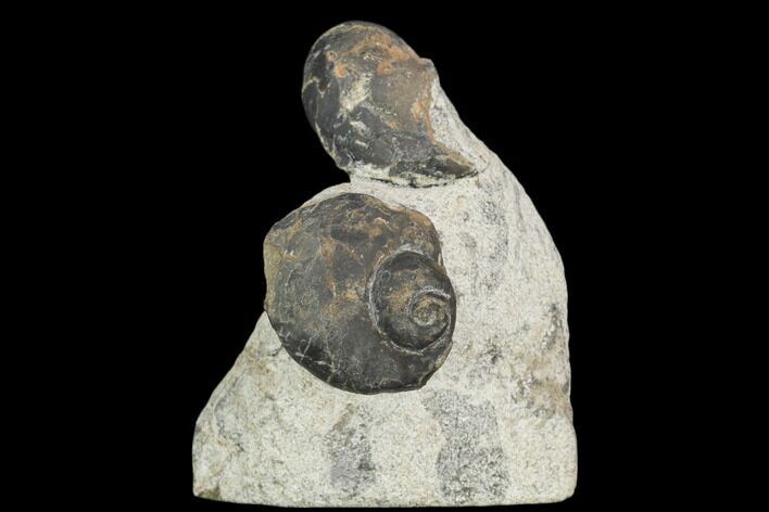 Two Devonian Gastropod Fossils - Issoumour, Morocco #126272